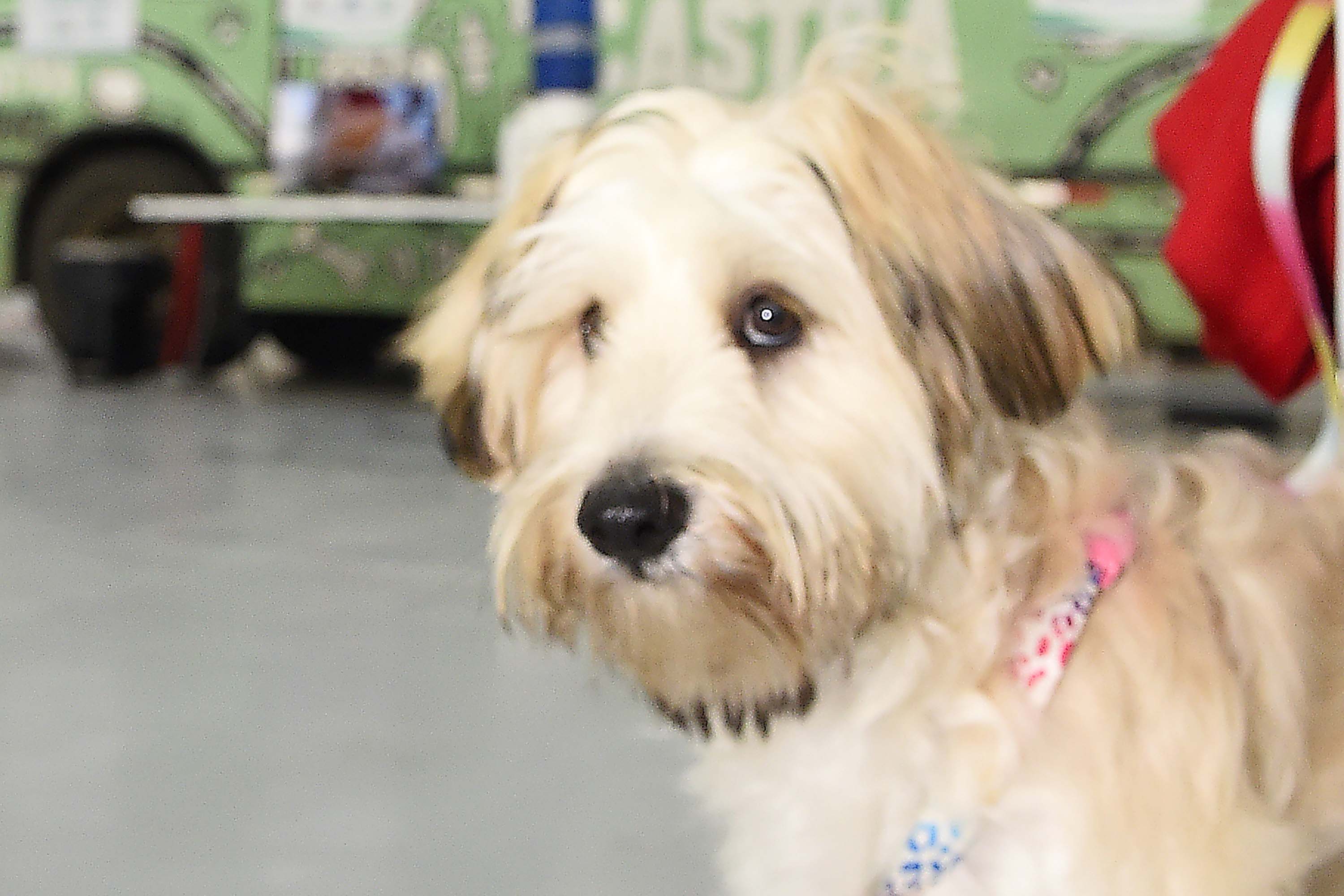 Programa CastraPet Paraná vai beneficiar mais de 8 mil cães e gatos em abril; VEJA A RELAÇÃO DE MUNICÍPIOS!